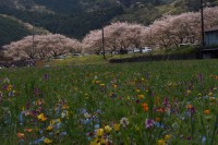 松崎町の花畑と桜